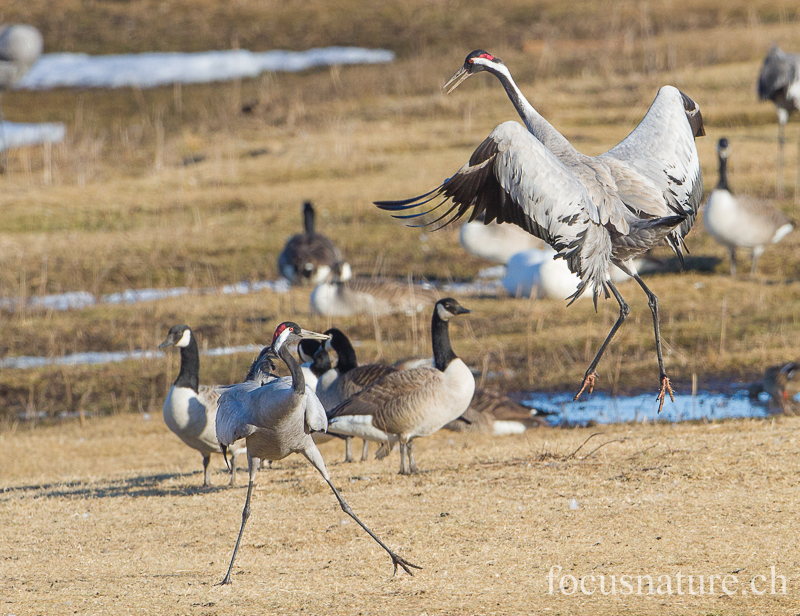 Grue 9177.jpg - Grue cendrée, Grus Grus, Common Crane - Parade au Hornborgasjon (Suède) Avril 2013